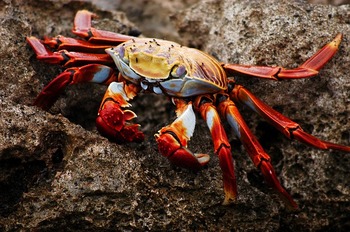crab-2113971_640.jpg